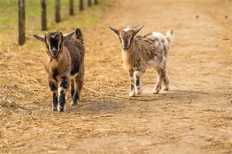 Goat Games returning to Catskill Animal Sanctuary
